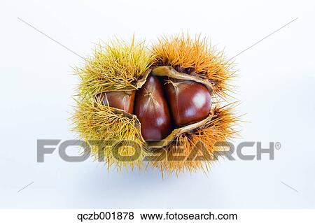 Chestnuts View Large Photo Image Stock Photo - Chestnuts. Fotosearch