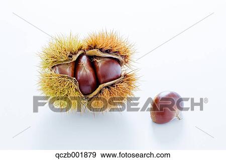 Chestnuts View Large Photo Image Stock Photo - Chestnuts. Fotosearch