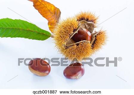 Chestnuts View Large Photo Image Stock Photo - Chestnuts. Fotosearch