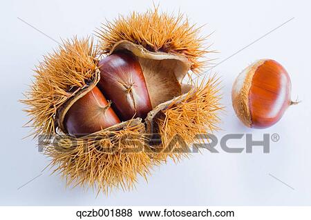 Chestnuts View Large Photo Image Stock Photo - Chestnuts. Fotosearch