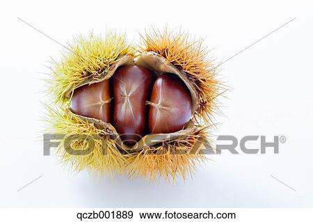 Stock Photo - Chestnuts. Fotosearch