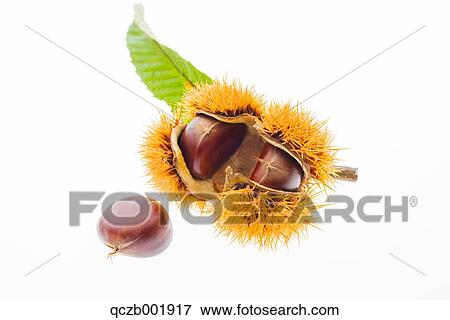 Chestnuts View Large Photo Image Stock Photo - Chestnuts. Fotosearch