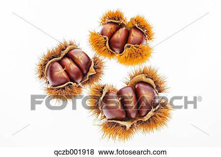 Chestnuts View Large Photo Image Stock Photo - Chestnuts. Fotosearch