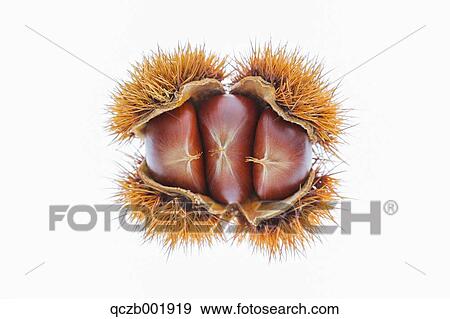 Chestnuts View Large Photo Image Stock Photo - Chestnuts. Fotosearch