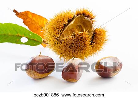 Chestnuts View Large Photo Image Stock Photograph - Chestnuts. Fotosearch