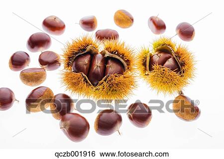 Chestnuts View Large Photo Image Stock Photograph - Chestnuts. Fotosearch