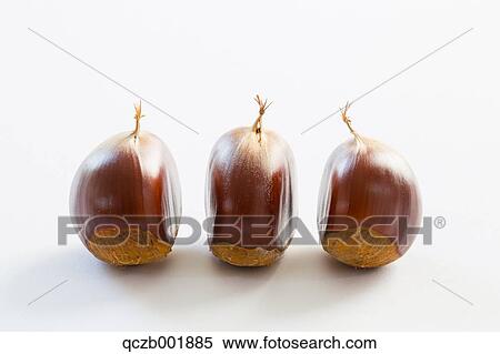 Chestnuts View Large Photo Image Stock Photography - Chestnuts. Fotosearch