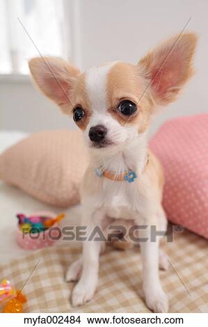Chihuahua View Large Photo Image Picture - Chihuahua. Fotosearch