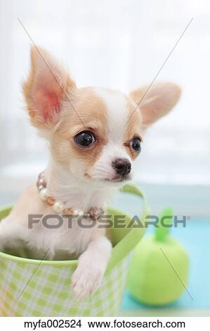 Chihuahua View Large Photo Image Picture - Chihuahua. Fotosearch