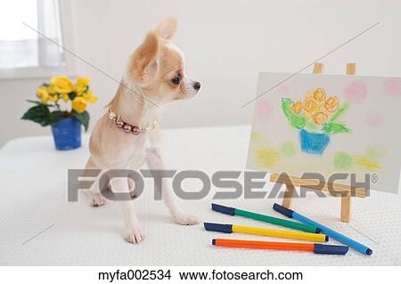 Chihuahua View Large Photo Image Picture - Chihuahua. Fotosearch