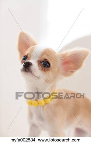 Picture - Chihuahua. Fotosearch