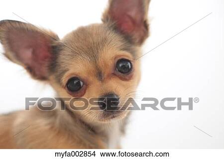 Chihuahua View Large Photo Image Picture - Chihuahua. Fotosearch
