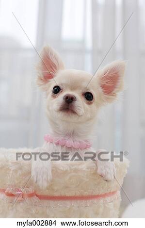 Chihuahua View Large Photo Image Picture - Chihuahua. Fotosearch