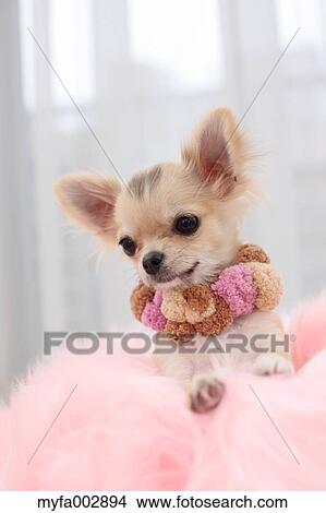 Chihuahua View Large Photo Image Picture - Chihuahua. Fotosearch