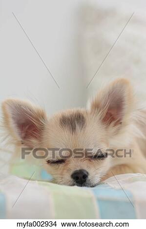Chihuahua View Large Photo Image Picture - Chihuahua. Fotosearch