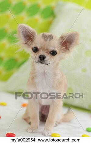 Chihuahua View Large Photo Image Picture - Chihuahua. Fotosearch
