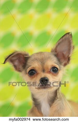 Chihuahua View Large Photo Image Picture - Chihuahua. Fotosearch