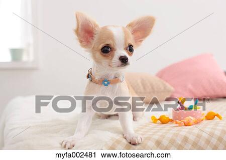 Chihuahua View Large Photo Image Stock Image - Chihuahua. Fotosearch