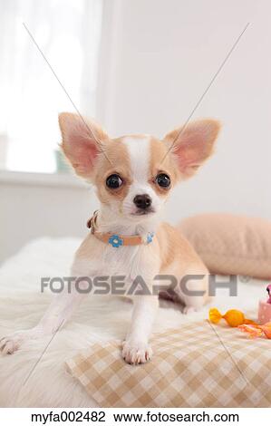 Chihuahua View Large Photo Image Stock Image - Chihuahua. Fotosearch