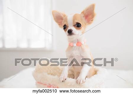 Stock Image - Chihuahua. Fotosearch
