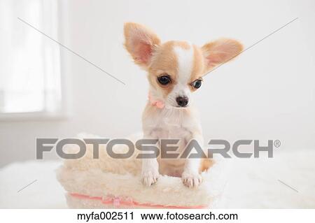 Stock Image - Chihuahua. Fotosearch