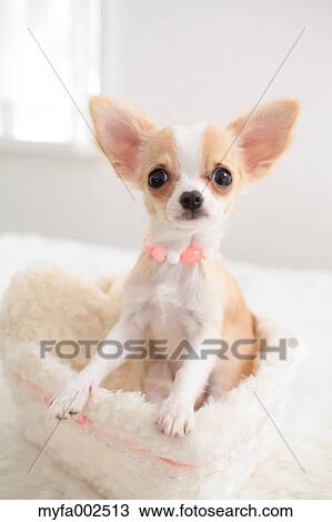 Chihuahua View Large Photo Image Stock Image - Chihuahua. Fotosearch