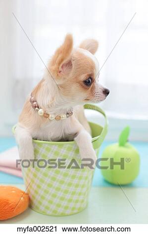 Stock Image - Chihuahua. Fotosearch