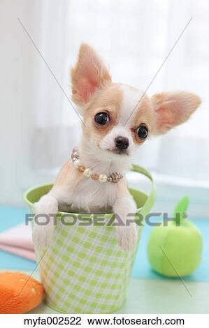 Chihuahua View Large Photo Image Stock Image - Chihuahua. Fotosearch