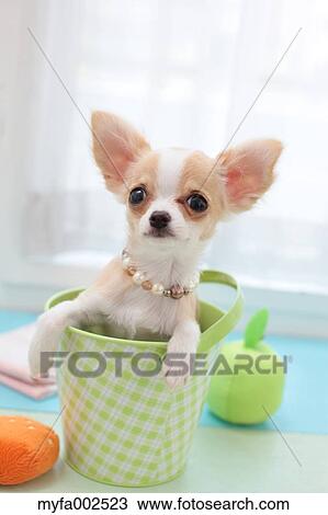 Stock Image - Chihuahua. Fotosearch
