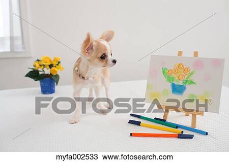 Chihuahua View Large Photo Image Stock Image - Chihuahua. Fotosearch