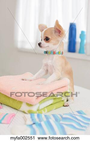 Stock Image - Chihuahua. Fotosearch