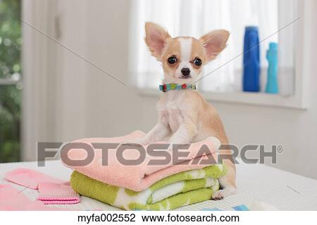 Chihuahua View Large Photo Image Stock Image - Chihuahua. Fotosearch