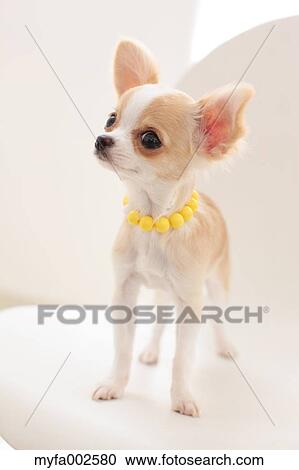 Stock Image - Chihuahua. Fotosearch