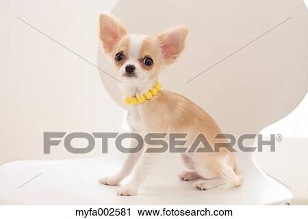 Stock Image - Chihuahua. Fotosearch