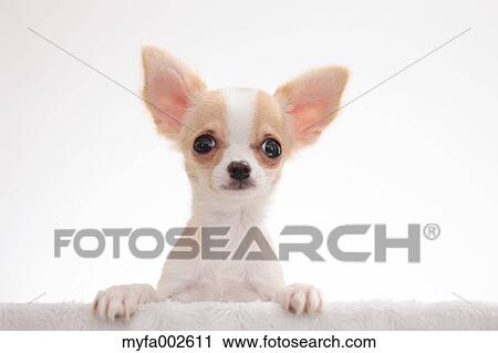 Chihuahua View Large Photo Image Stock Image - Chihuahua. Fotosearch