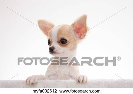 Chihuahua View Large Photo Image Stock Image - Chihuahua. Fotosearch