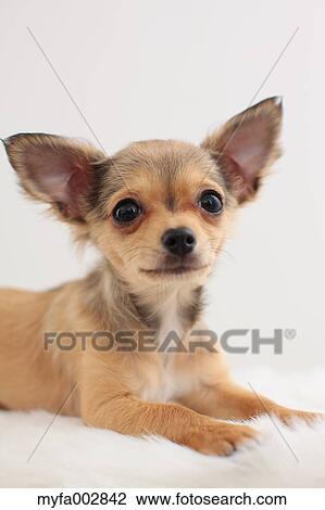 Chihuahua View Large Photo Image Stock Image - Chihuahua. Fotosearch