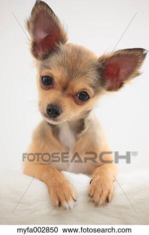 Chihuahua View Large Photo Image Stock Image - Chihuahua. Fotosearch