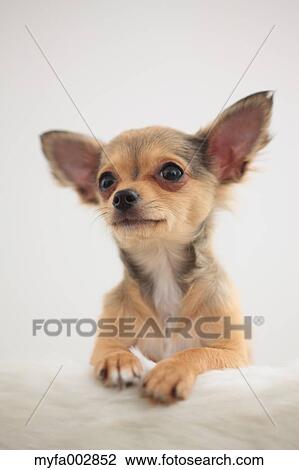Chihuahua View Large Photo Image Stock Image - Chihuahua. Fotosearch