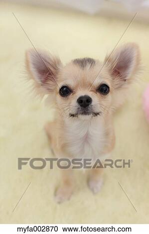 Chihuahua View Large Photo Image Stock Image - Chihuahua. Fotosearch
