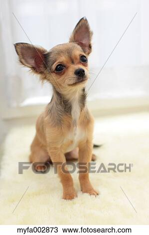 Chihuahua View Large Photo Image Stock Image - Chihuahua. Fotosearch