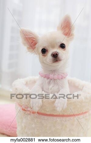 Stock Image - Chihuahua. Fotosearch