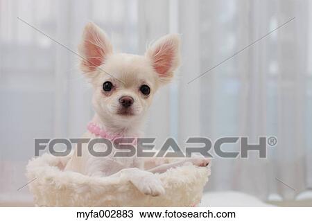 Chihuahua View Large Photo Image Stock Image - Chihuahua. Fotosearch
