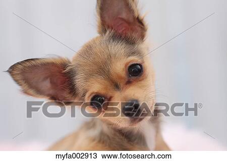 Chihuahua View Large Photo Image Stock Image - Chihuahua. Fotosearch