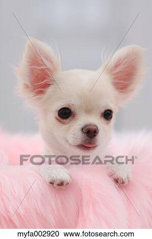 Chihuahua View Large Photo Image Stock Image - Chihuahua. Fotosearch
