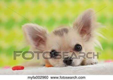 Chihuahua View Large Photo Image Stock Image - Chihuahua. Fotosearch