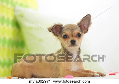 Stock Image - Chihuahua. Fotosearch