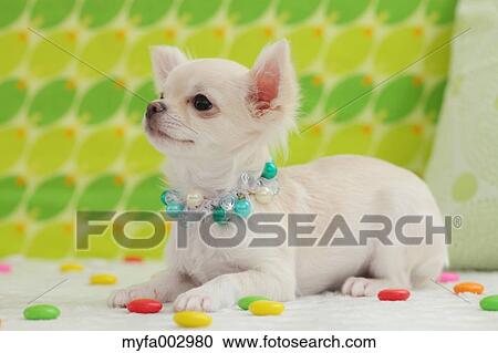 Stock Image - Chihuahua. Fotosearch