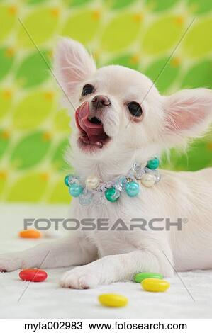 Chihuahua View Large Photo Image Stock Image - Chihuahua. Fotosearch