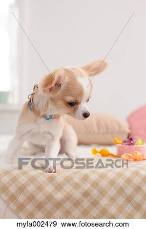 Chihuahua View Large Photo Image Stock Photo - Chihuahua. Fotosearch